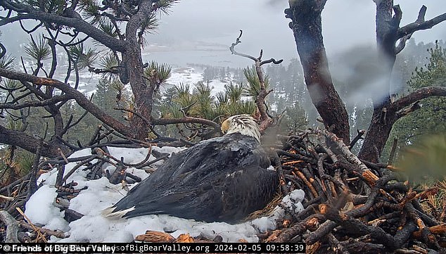 Once the snow fell, Jackie hunkered down and didn't take a break until the next afternoon when the precipitation stopped