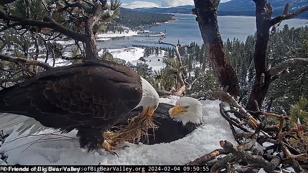 The pair took turns sitting on the eggs, as is common with bald eagles