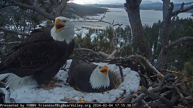 Both males and females develop a featherless spot called a brood patch during nesting, which allows them to keep the eggs close to their bodies.