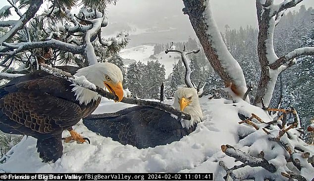 Shadow returned to the nest with a stick and Jackie let him take her place on the nest