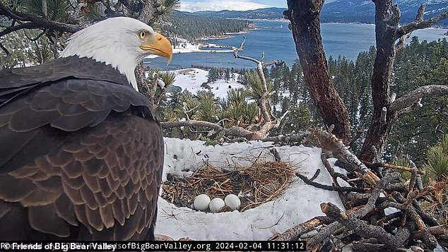 Friends of Big Bear Valley, the group sponsoring the camera, say the nest has been in use since 2013