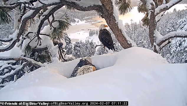 The incubation lasts about 35 days.  Last year, Jackie and Shadow lost their clutch of two eggs after they took too long to hatch and were eaten by ravens