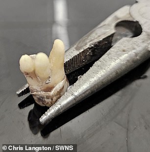 Mr Langston admitted he felt 'weak at the knees' when he came out of the bathroom after pulling out his tooth and almost fainted, but says the pain relief was worth it