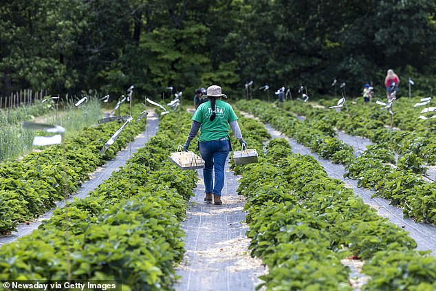 Thera Farms in Brentwood, New York, operates on a sustainable model, with leased organic farms, a native pasture, beekeepers and a solar panel system