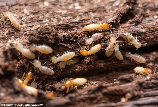 Many were quick to identify the problem as being caused by termites in the forest.  The path consisted of an accumulation of termite feces, also called frass or shelter tubes