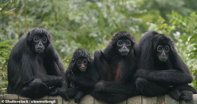 Another factor contributing to the spider monkey's dwindling population is the species' long lifespan – meaning older and younger monkeys fight over shrinking living space in the jungle canopy.  Each brown-headed spider monkey can live about 15 to 20 years