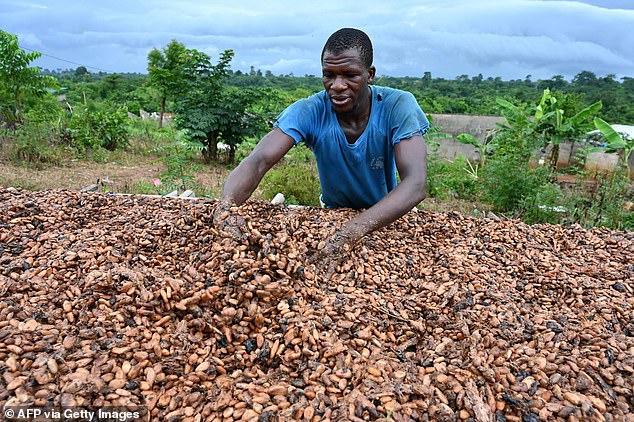 Catastrophically low cocoa bean harvests in West Africa, caused by historic drought, have sent the product's prices soaring