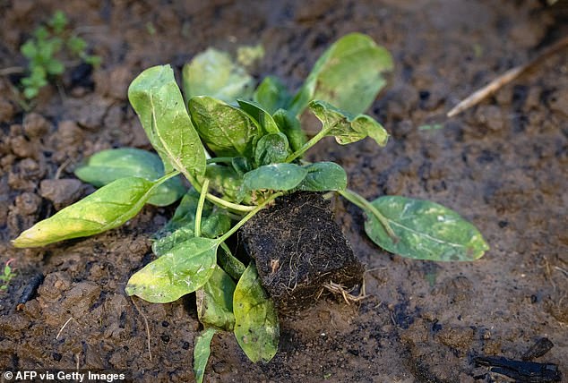 Storm Ciaran destroyed crops in Western Europe in October and November, leaving farmers uncertain about their future