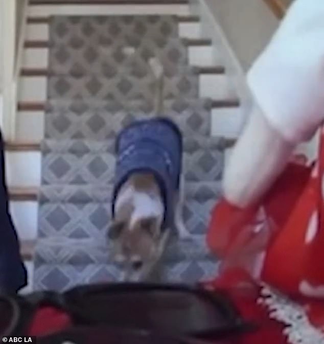 Butterscotch the dog appears to be sleeping at the top of a staircase when the earthquake hits.  She is wearing a blue sweater and is startled from her sleep