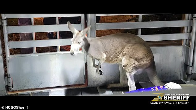 In a Facebook post, the Bureau confirmed that their Agriculture Unit was able to reunite the animal with its owner after proper ownership registrations were verified.