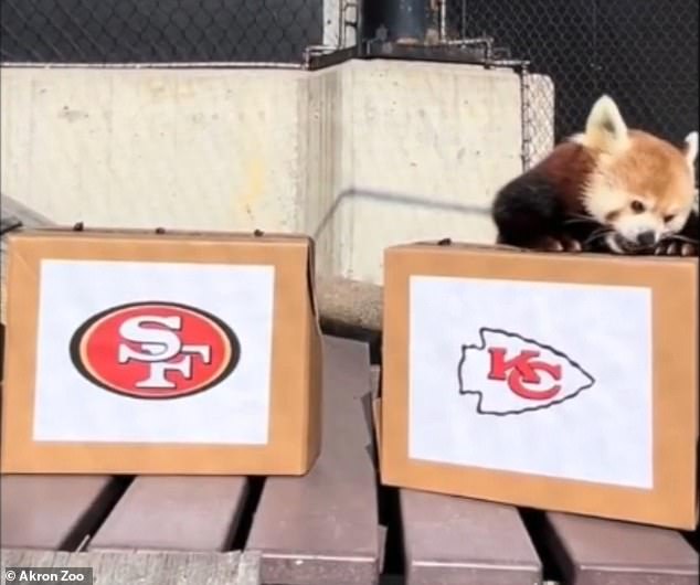 Lulu, a red panda from the Akron Zoo, picked the Chiefs to win their second straight Super Bowl title