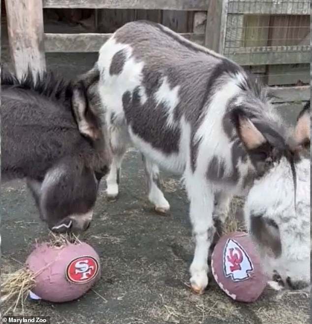 Miniature Mediterranean donkeys Harry and Lloyd in Maryland were distributed among the teams