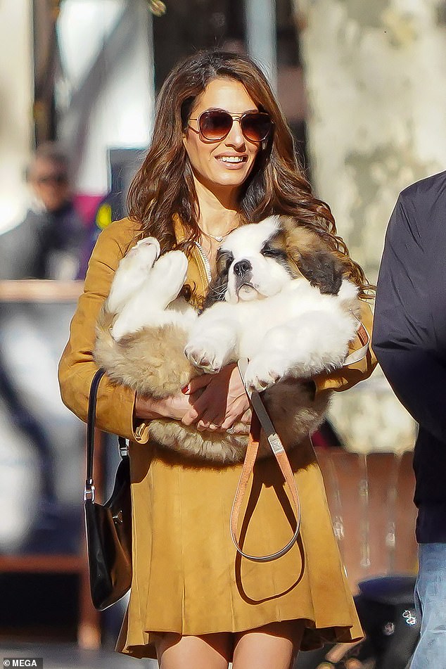 The Saint Bernard cub looked adorable as Amol carried him in her arms