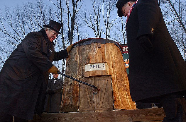 Handlers are allowed to pet Phil as he lives in Pennsylvania and Groundhog Club member AJ Dereume