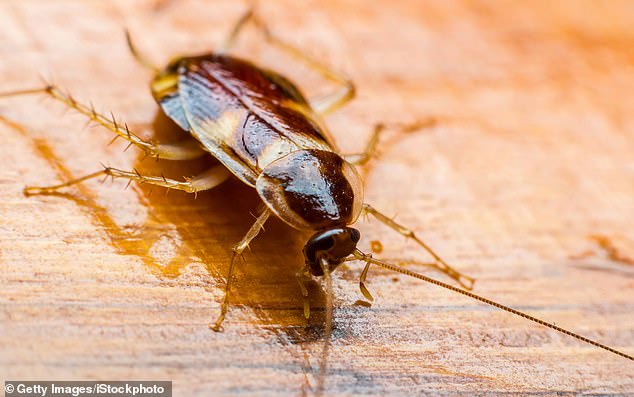 In parts of the United States, some like to use Valentine's Day to reflect on those who have scorned them – by naming them after a cockroach (Photo: Getty)