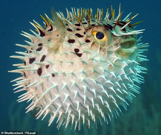 The mysterious find was identified as the swim bladder of a porcupine fish.  It helps fish adapt to water pressure when swimming in the deep sea, without floating up or sinking