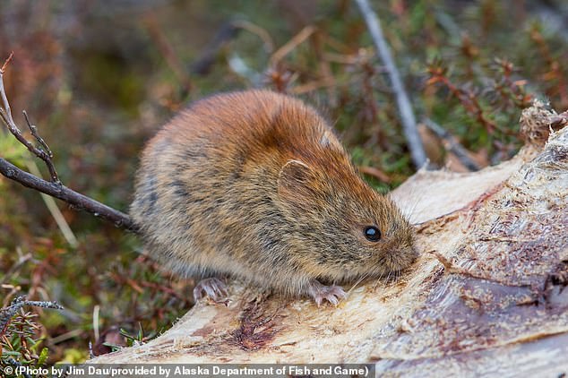 This undated photo shows a northern vole.  Small mammals, especially northern red-backed mice, have been found to be infected with Alaskapox, a disease linked to monkeypox and smallpox that first emerged in 2015. Six mild cases have occurred since then.