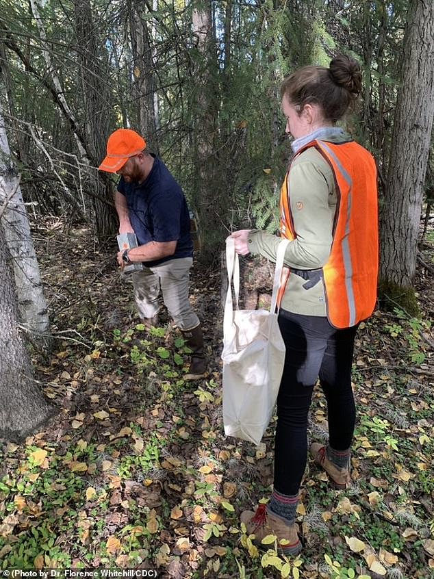 Katherine Newell, a CDC Epidemic Intelligence Service officer assigned to the Alaska Department of Health, is working with a colleague in the Fairbanks area — the only other region where the virus has been detected — to collect small mammals that may have harbored the virus carry with him.  The trapping campaign, carried out in September 2021, found around three dozen small animals showing signs of previous infection or carrying the virus themselves.  Most were red-backed voles