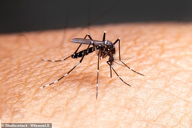 The disease is spread through mosquito bites and 'very high' levels of the virus have already been detected in mosquitoes across Queensland