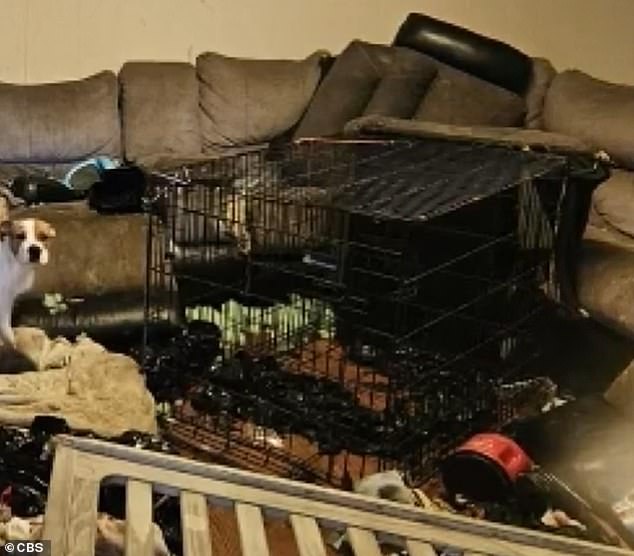 Images from the house show a large black dog crate in the living room.  The couple is accused of making the little girl sleep in a cage every night