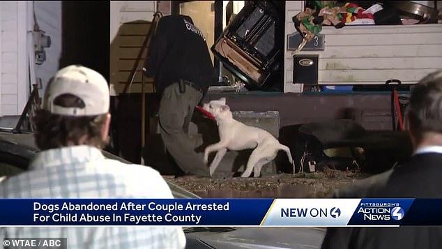 Animal control officers were seen leading seven pit bulls out of the home Friday evening after they were abandoned