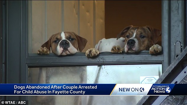 Landlord Tim Cole walked and fed the dogs after they were abandoned.  He described the little girl as the 