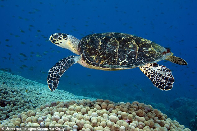 The critically endangered hawksbill turtles are found mainly in the world's tropical oceans, especially in coral reefs