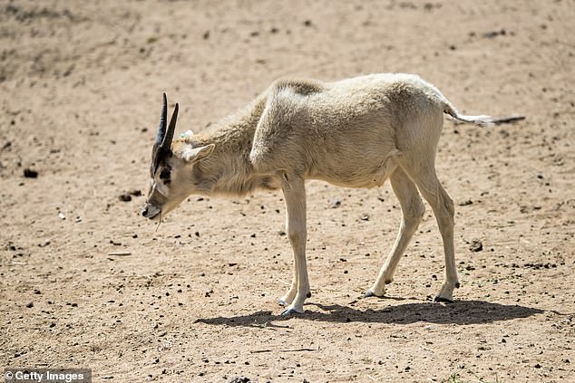 It is believed that the addax migrates southwards into the African Sahelian savannah zone during the hot season to encounter the first showers and rain-generated pastures