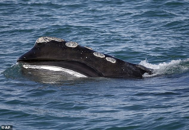 The North Atlantic right whale (pictured) was driven to extinction in the 1890s