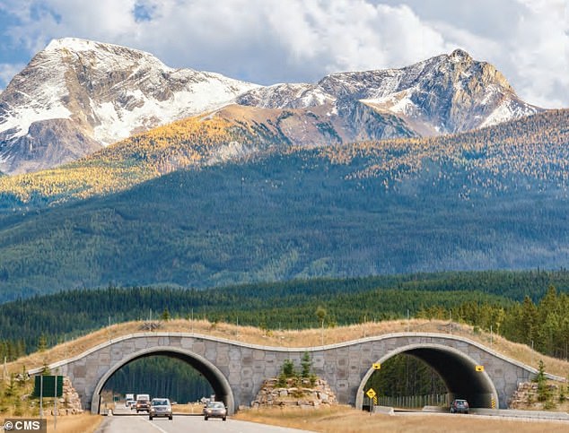 Removing or mitigating physical obstacles to animal migration, such as roads and bridges, which are critical to the survival of migratory species