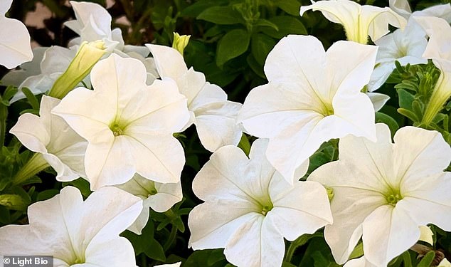 The petunias glow because their DNA is spliced ​​with genes from a mushroom that glows naturally