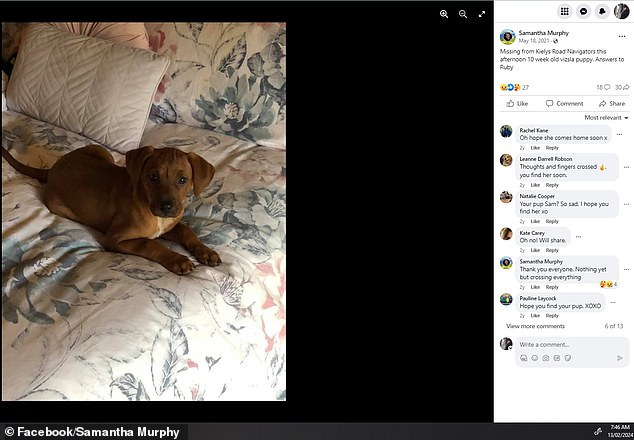 Ms Murphy had taken to social media in 2021 to ask for help to find Ruby after the then ten-week-old puppy escaped from her family's previous home in nearby Navigators.