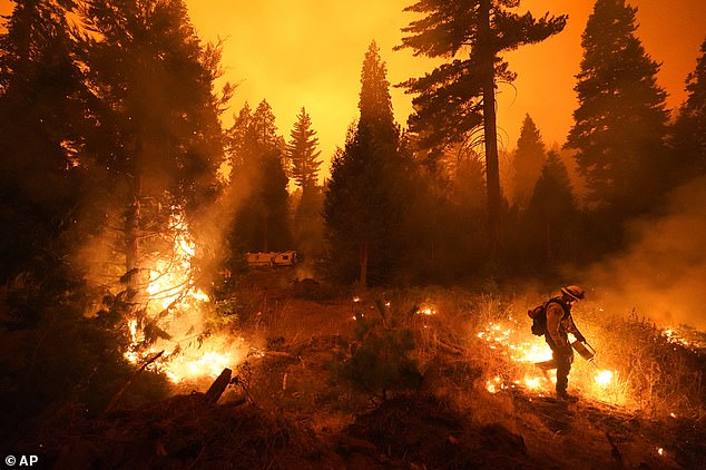 Firefighter Ricardo Gomez, from a San Benito Monterey Cal Fire crew, causes a controlled burn while battling the Creek Fire