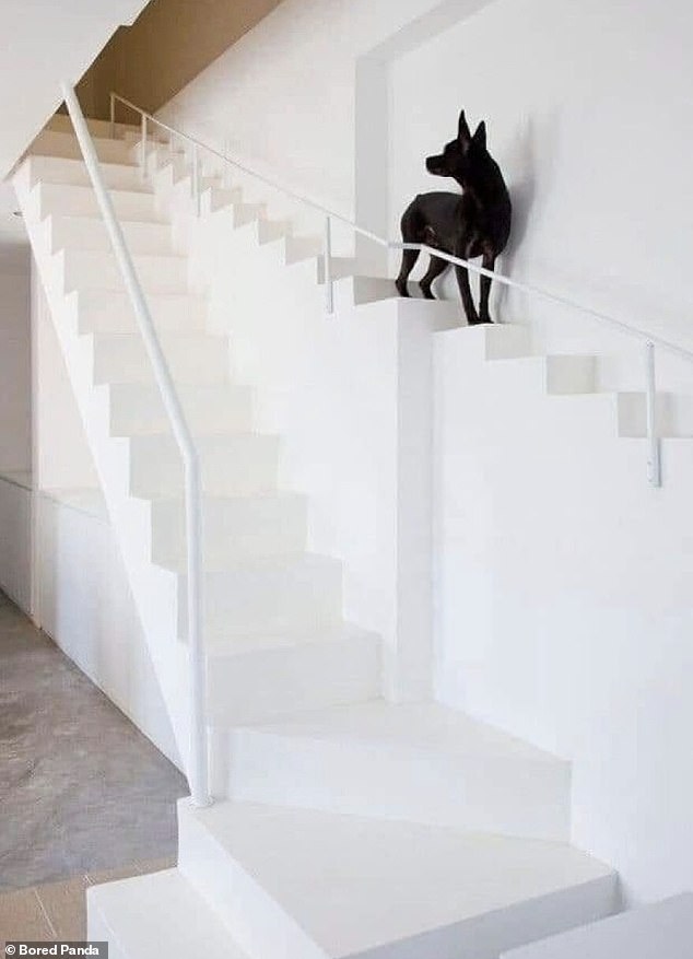 While some people can easily determine their priorities if they build stairs especially for their pets