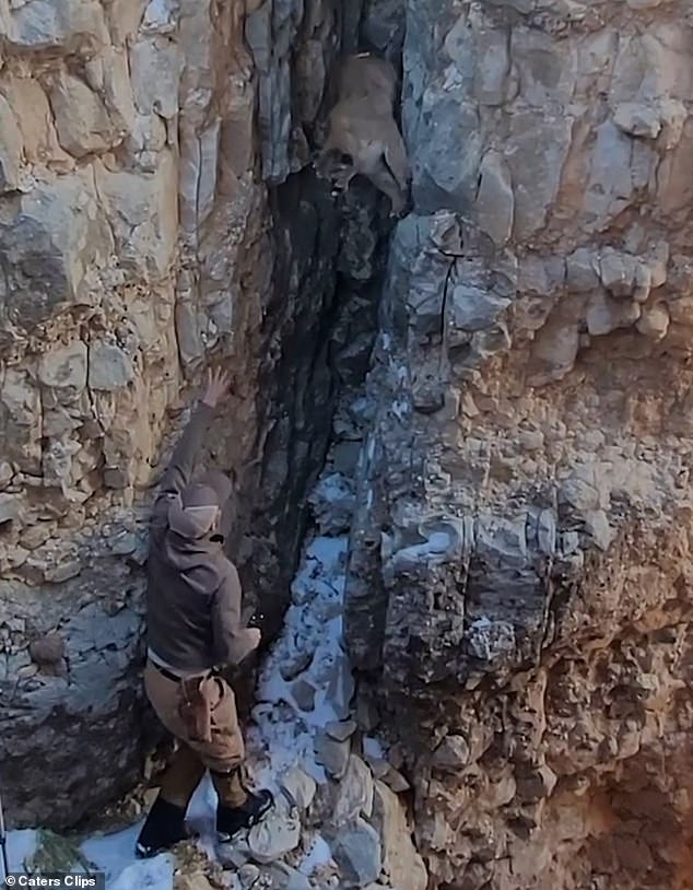 Travis Legler, 48, who captured the terrifying moment, helped the wildlife biologist track the angry big cat into a cave crevice