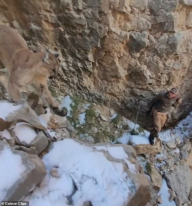 Fortunately, Travis quickly managed to scare off the mountain lion when the animal nearly knocked him off the edge of the cliff