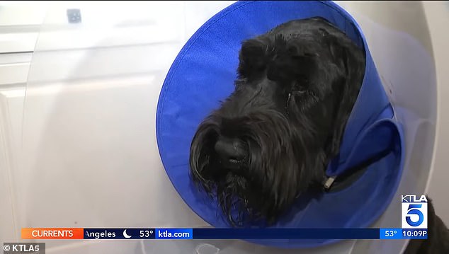 Holly suffered multiple injuries and required surgery.  However, it appears she will recover