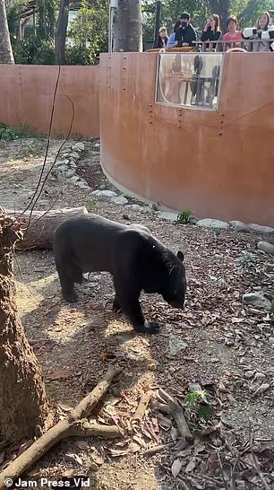 Bobby, the Taiwanese black bear, is seen on all fours at Shoushan Zoo in Kaohsiung