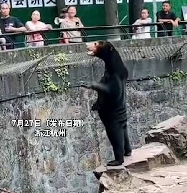 Hangzhou Zoo said a person in a bear suit reportedly collapsed due to the scorching summer heat