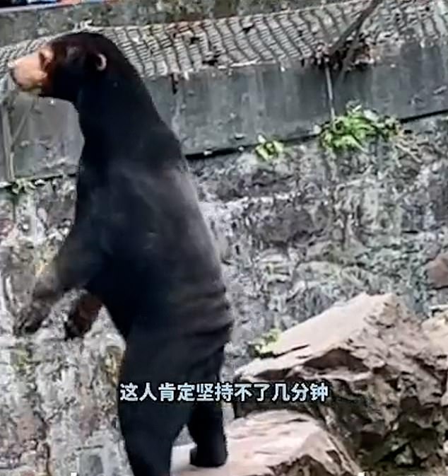 Video showed the strange-looking bear standing on two legs, looking for food