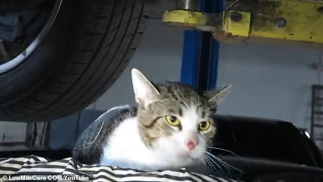 The technicians prepared a landing spot for the cat with a blanket and an oil-draining stand, where the cat landed after being removed from the exhaust