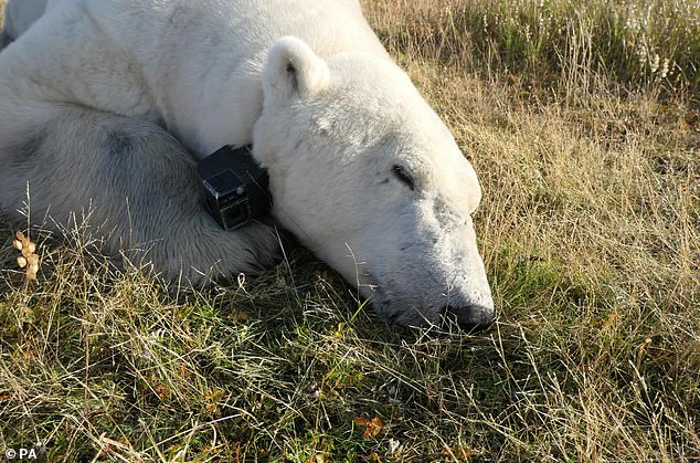 Little was known about polar bears' energy consumption and behavior when confined to land, so researchers used collars equipped with video cameras and GPS to track them during the summer in Canada's western Hudson Bay region.