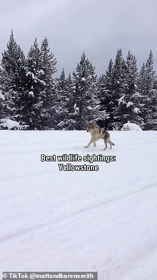 The clip shared stunning footage of a herd of buffalo running along the side of the road, as well as a wolf trotting through the snow – earning Yellowstone the award of 'best wildlife sightings'.