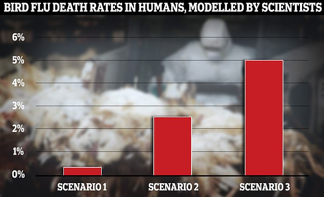 British scientists tasked with developing 'early human transmission scenarios' of bird flu have warned that 5 percent of infected people could die if the virus spreads to humans (shown under scenario three).  In another scenario, the scientists assumed that 1 percent of those infected would be hospitalized and 0.25 percent would die – similar to how deadly Covid was in the fall of 2021 (scenario one).  The other saw a mortality rate of 2.5 percent (scenario two)