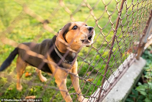 The animal lover said her dogs are not left home alone for more than five to six hours and that when she is inside, they sleep quietly in a crate in her room.