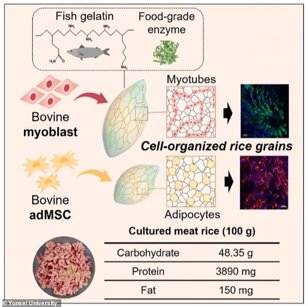 To create Frankenfood, the team first coated the rice with fish gelatin – a safe and edible ingredient that helps cells adhere better to the rice.  Cow muscle and fat stem cells were then seeded into the rice and grown in a petri dish for nine to eleven days.