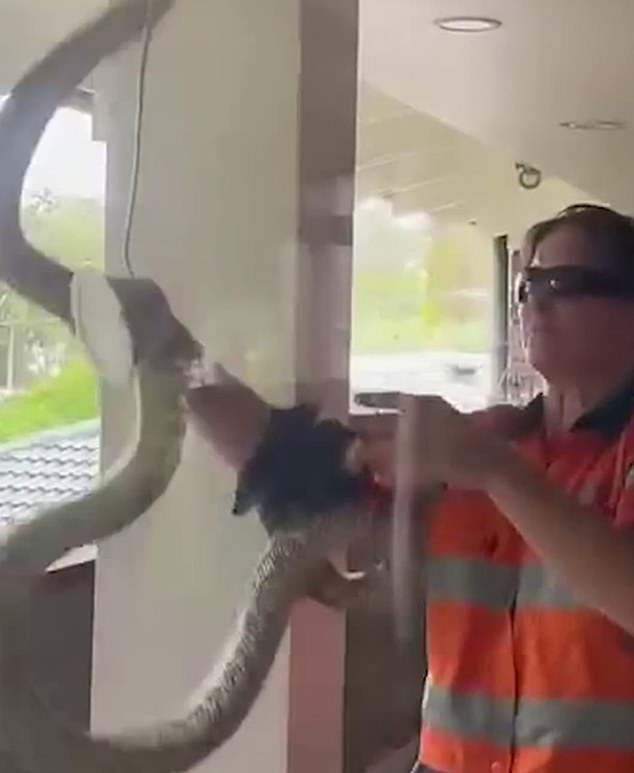 After peeling off several sections of the roof, Steph, the snake catcher, discovered a possum wedged into the ceiling along with the python (pictured) before eventually freeing the reptile from the roof.