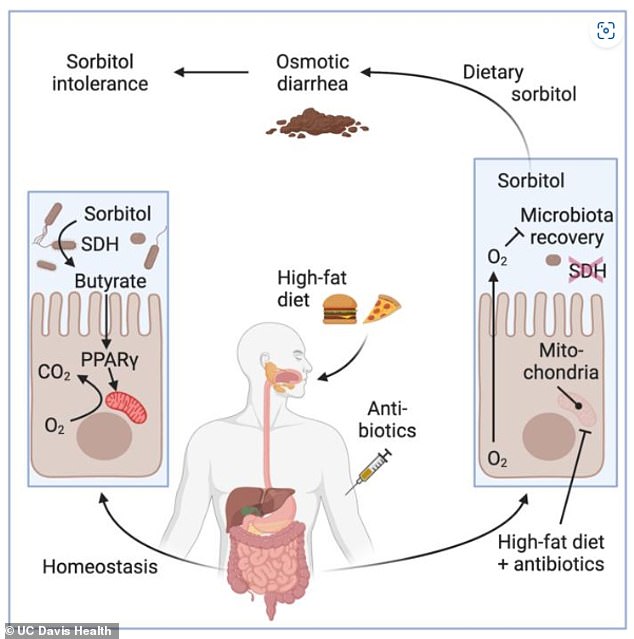 Researchers found by feeding mice antibiotics and food high in saturated fat that the amount of oxygen used by cells in the intestines reduced the amount of clostridia that break down sorbitol.  They believe that the drug mesalazine, used to treat Crohn's disease and ulcerative colitis, could be the key to eliminating the embarrassing side effects of sorbitol intolerance.