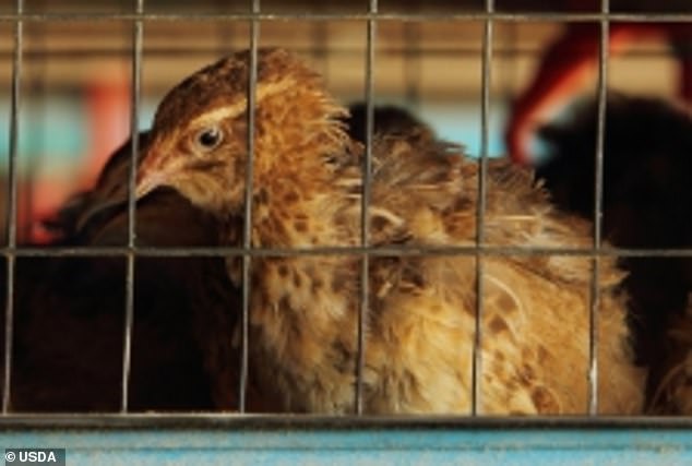 The above shows a caged chicken from the USDA laboratory working with Chinese government scientists to research avian flu function enhancement