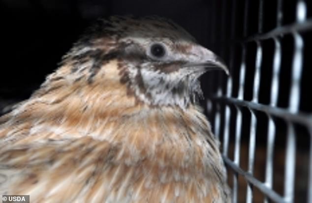 The above shows a caged chicken from the USDA laboratory working with Chinese government scientists to research avian flu function enhancement